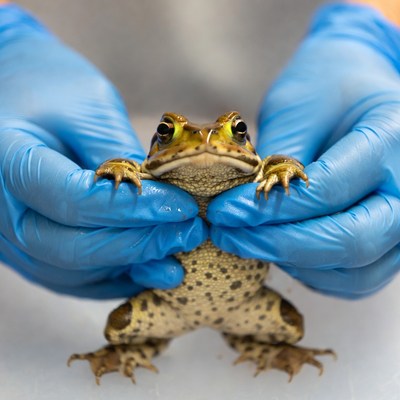 Frog being handled in lab setting
