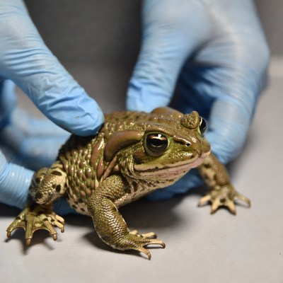 Frog being handled by a person