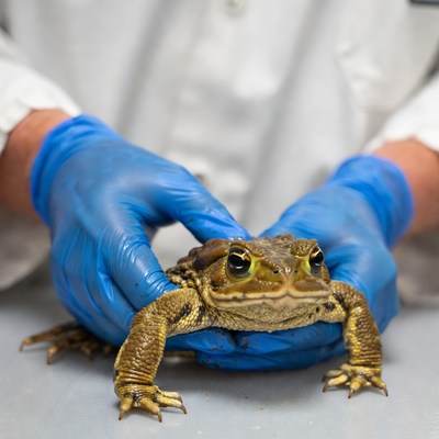 Large frog observed in lab setting