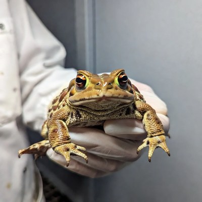 Holding a brown toad in a laboratory