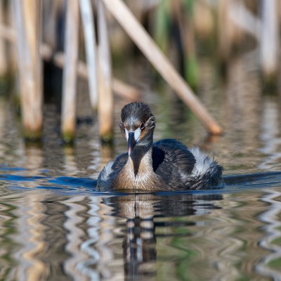 Bird swimming in calm water