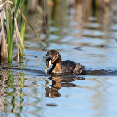 Bird swimming in calm water