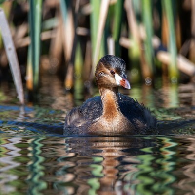 Duck swimming in calm water with tall grass