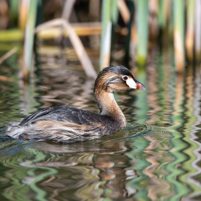 Duck swimming in calm water