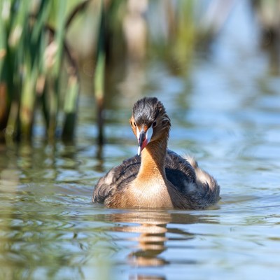 Bird swimming in calm water