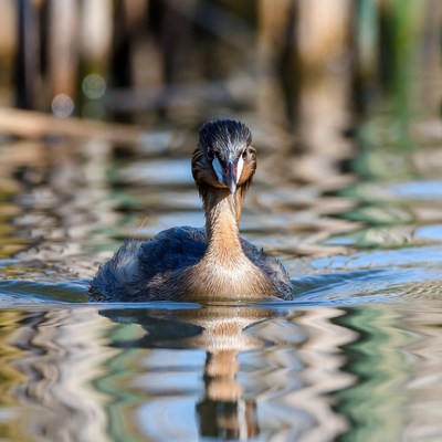 Bird swimming in a calm water