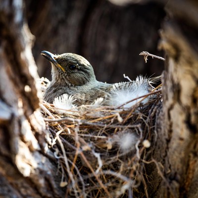 Bird resting in its nest