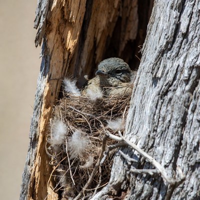 Bird resting in tree nest in daylight