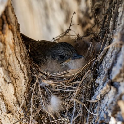 Bird in nest on tree