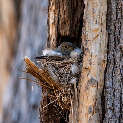 Bird sits on its nest in tree