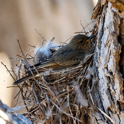 Bird resting in nest on tree