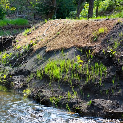 New grass growing by water
