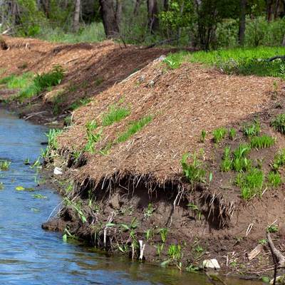 Riverbank with growing vegetation
