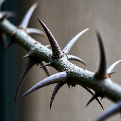Thorny plant stem close up