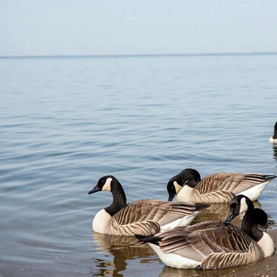 Geese walking by the water