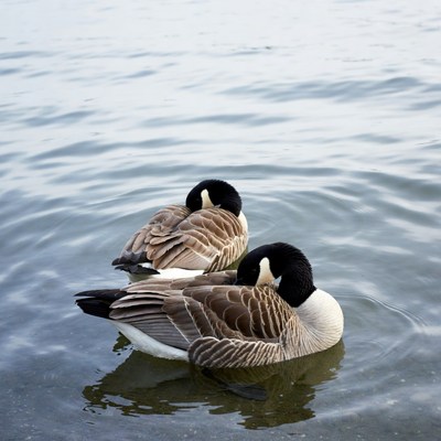 Ducks resting on still water