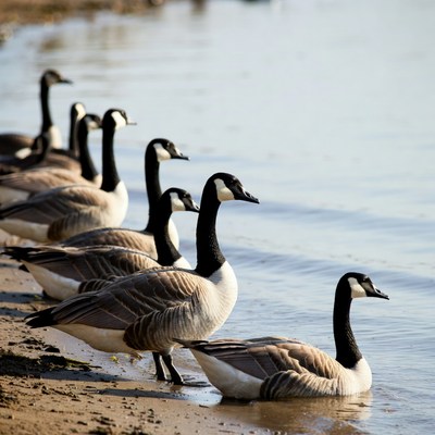 Geese gathering by the water