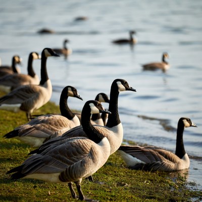 Geese gather by the lake