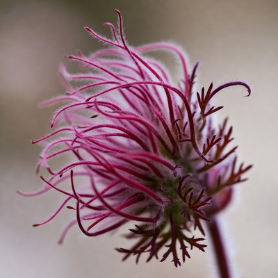 Unique flower with intricate design