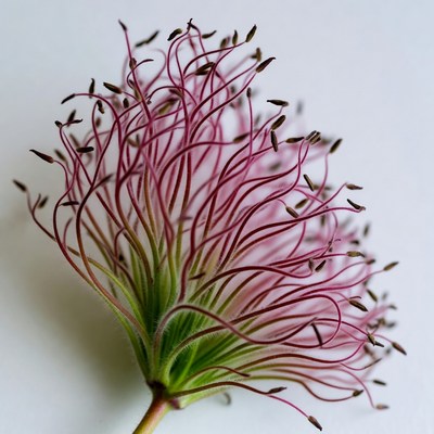 Curly flower with slender stems in focus