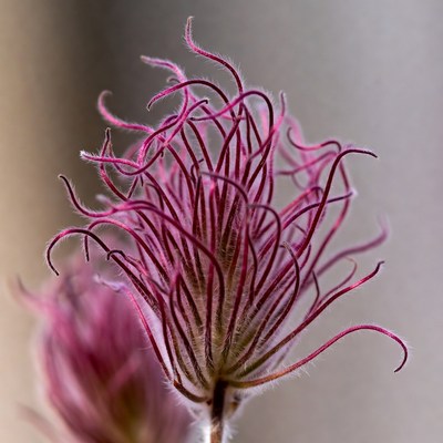 Unique flower with curled petals