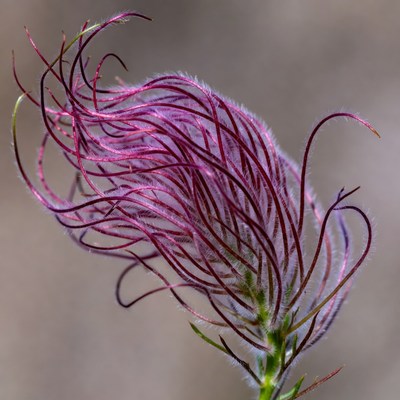 Unique plant with curvy tendrils