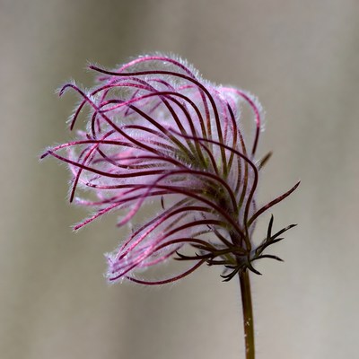 Flower with unique petals in nature