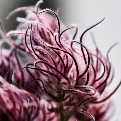 Pink and purple plant close-up view