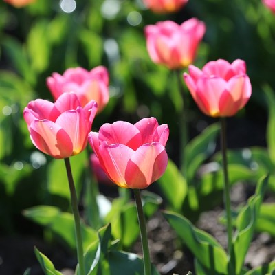 Pink tulips in a garden during springtime