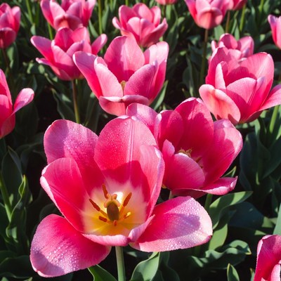 Pink tulips bloom in spring garden