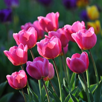 Pink tulips bloom in spring garden
