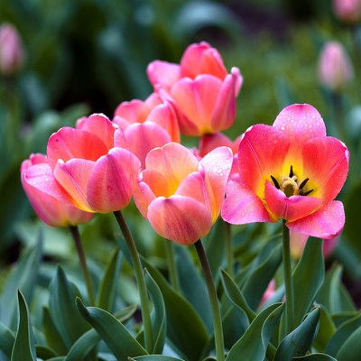 Bright pink tulips in spring garden