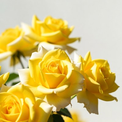 Bright yellow roses in bloom