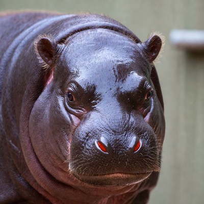 Hippo close-up in natural habitat