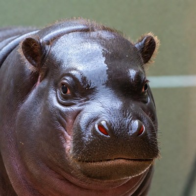 Small hippo at wildlife center