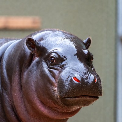 Hippo looks at the camera during feeding time