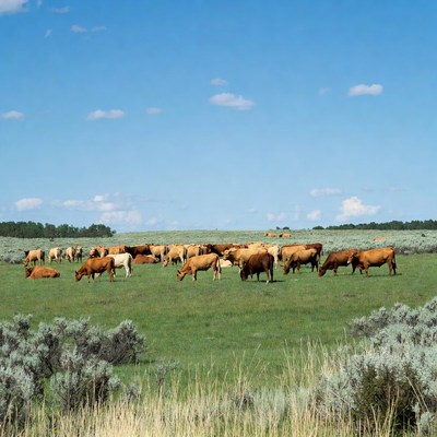 Cattle grazing in an open field