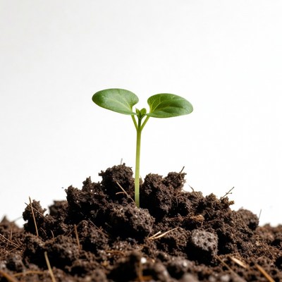 Small plant grows from soil