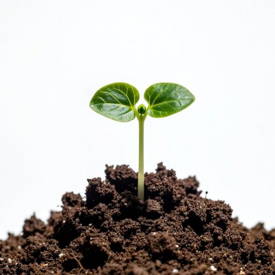 Seedling grows from soil under light