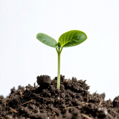 New plant sprouting from soil