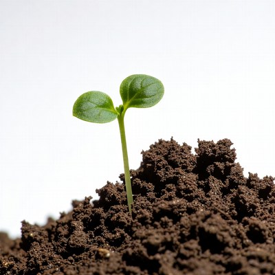 Small plant grows in dirt