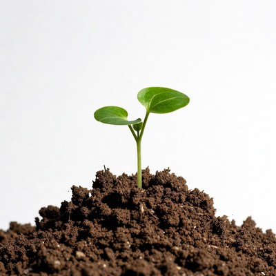 Seedling emerging from soil in sunlight