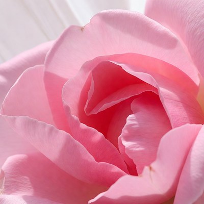 Close-up of a pink rose blooming