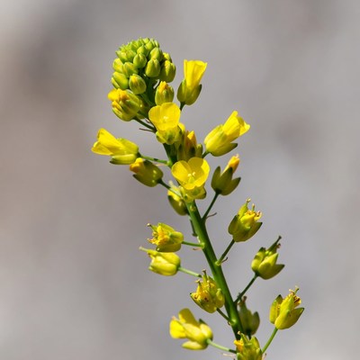 Yellow flowers growing in natural setting