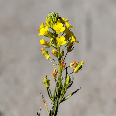 Yellow flowers growing in a field area