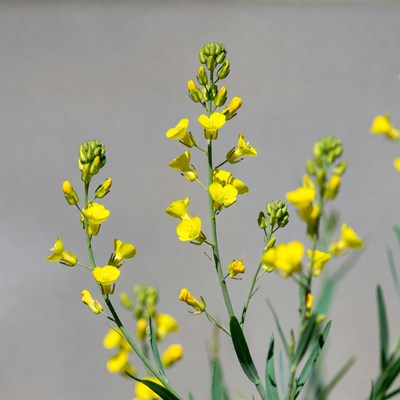 Yellow flowers growing in natural light