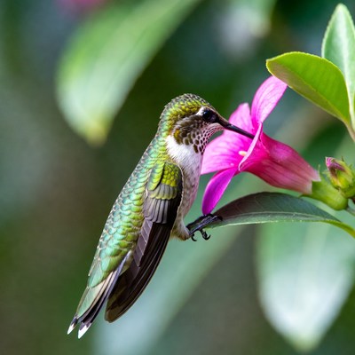 Colorful hummingbird visits flower