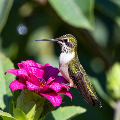 Hummingbird at a blooming flower