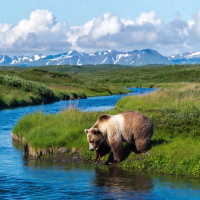 Bear by river in mountain landscape