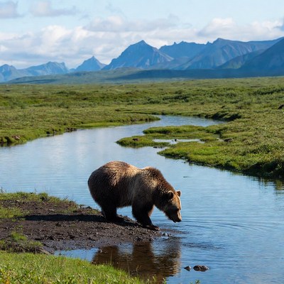 Brown bear near river in wilderness